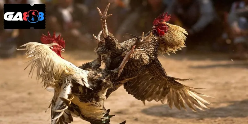 Các bước tham gia cược chọi gà đơn giản, không mất nhiều thời gian thao tác