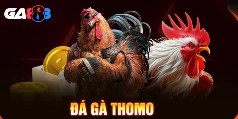 Luật chơi và cách tham gia cá cược đá gà Thomo tại GA888