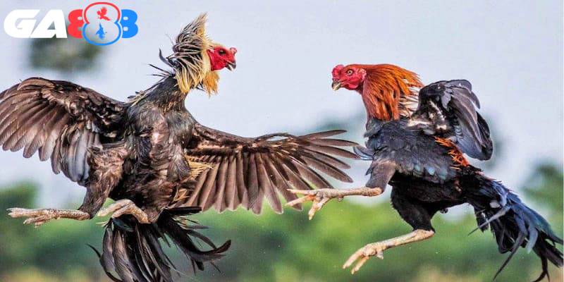 Vòng knock-out trong đá gà kịch tính, kết quả bất ngờ